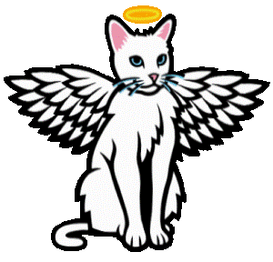 angel kitty